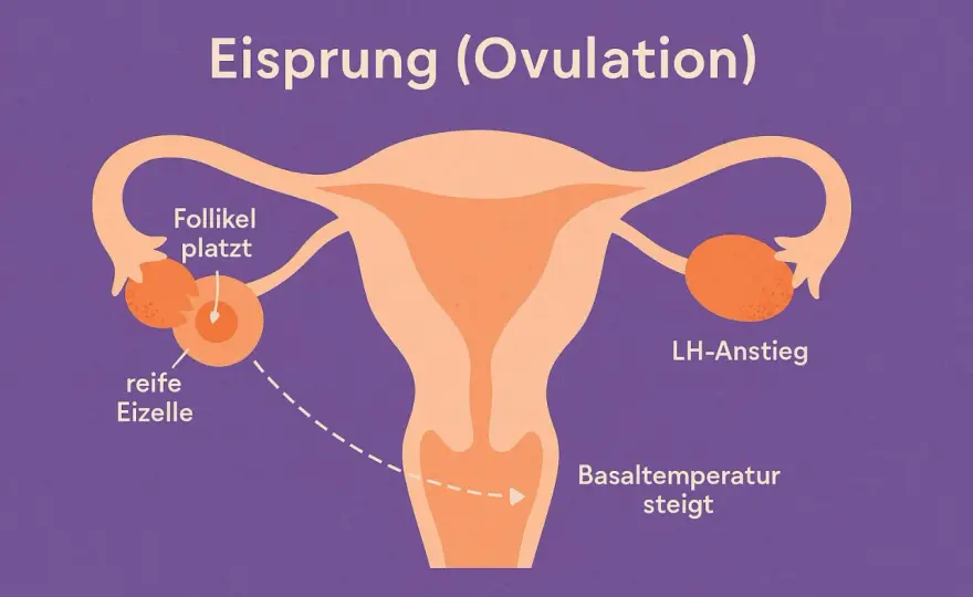 Eisprung verstehen - was im Körper wirklich passiert