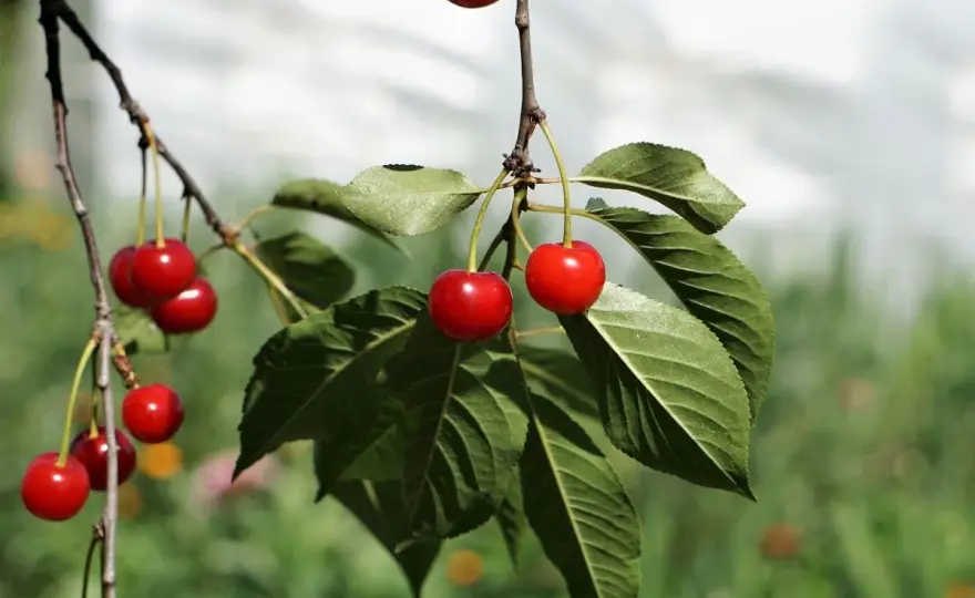 Wiśnia w ogrodzie - Jak sadzić i ciąć, by obficie owocowała?