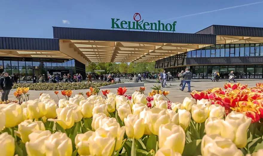 Keukenhof kiedy najlepiej jechać, aby zobaczyć tulipany w pełnym rozkwicie