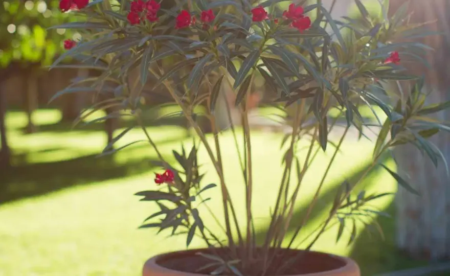 Rempoter un laurier-rose en pot - Guide complet