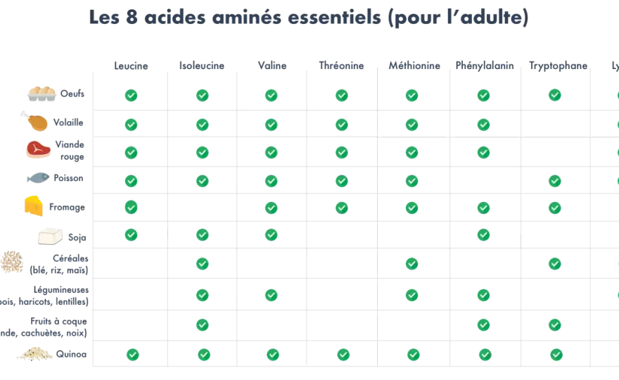 Acides aminés - Le guide complet de leurs rôles et bénéfices