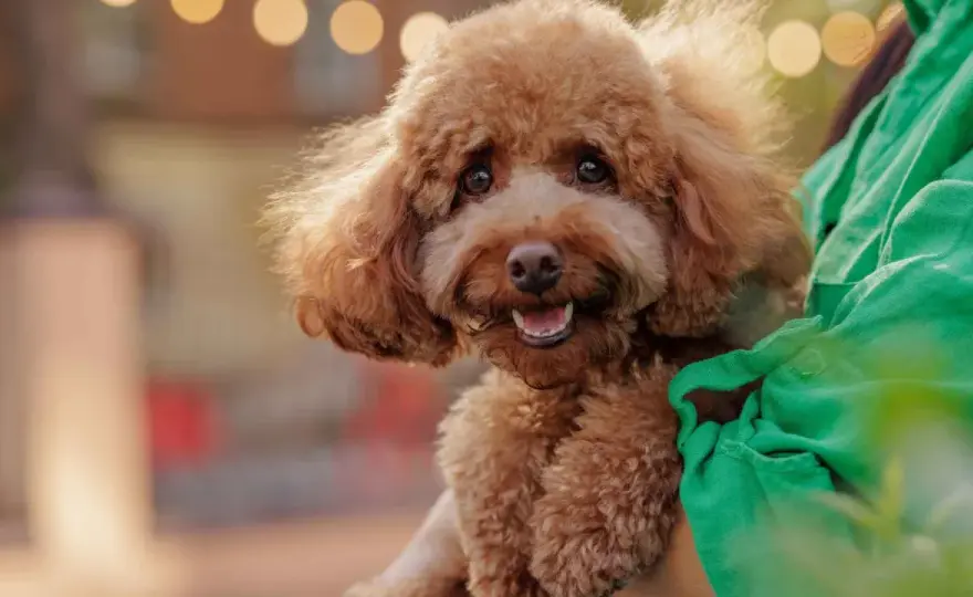 Perros que no sueltan pelo - ¿Cuál es el mejor para ti?