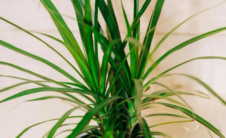 Dracena - Wybierz idealną odmianę i pielęgnuj bez błędów!