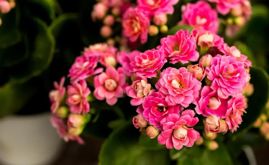 Kalanchoe po przekwitnięciu - Jak pielęgnować, by znów kwitło?