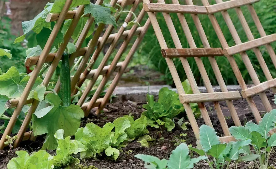Rankhilfe selber bauen - stabile Ideen für Garten und Balkon