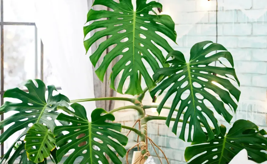 Monstera Pflege, die wirklich funktioniert - Standort, Wasser und mehr