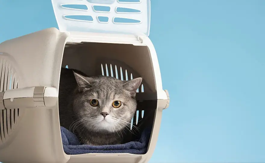 Feromonas para gatos - ¿Funcionan de verdad?