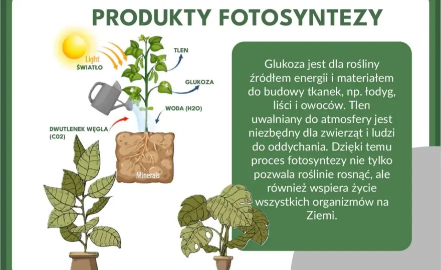 Fotosynteza krok po kroku. Jak roślina wytwarza pokarm?