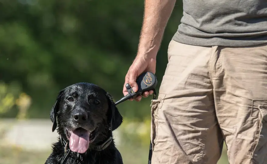 Pistolet dressage chien d'arrêt - Évitez ces erreurs courantes