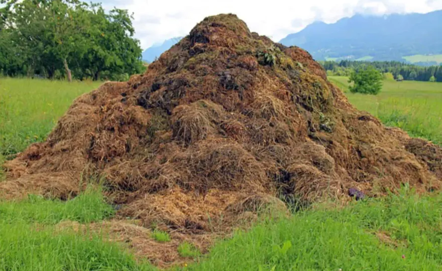 Cosa non mettere nel compost? Guida per un cumulo sano