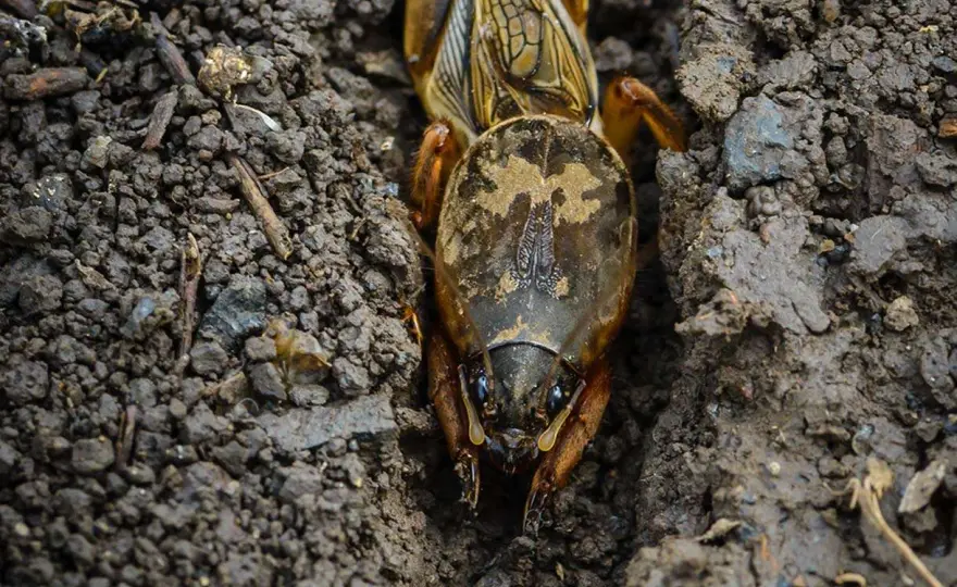 Insetti che fanno buchi nel terreno - come riconoscerli