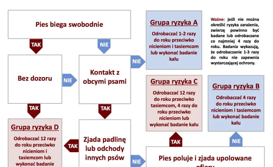Jak często odrobaczać psa? Twój plan krok po kroku