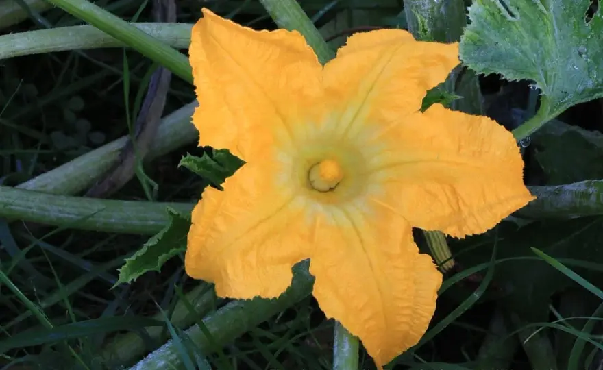 Fleurs de courge - Mâles ou femelles, comment les gérer?