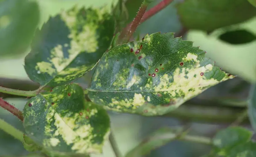 Feuilles marbrées - Virus de la mosaïque - Sauvez votre jardin