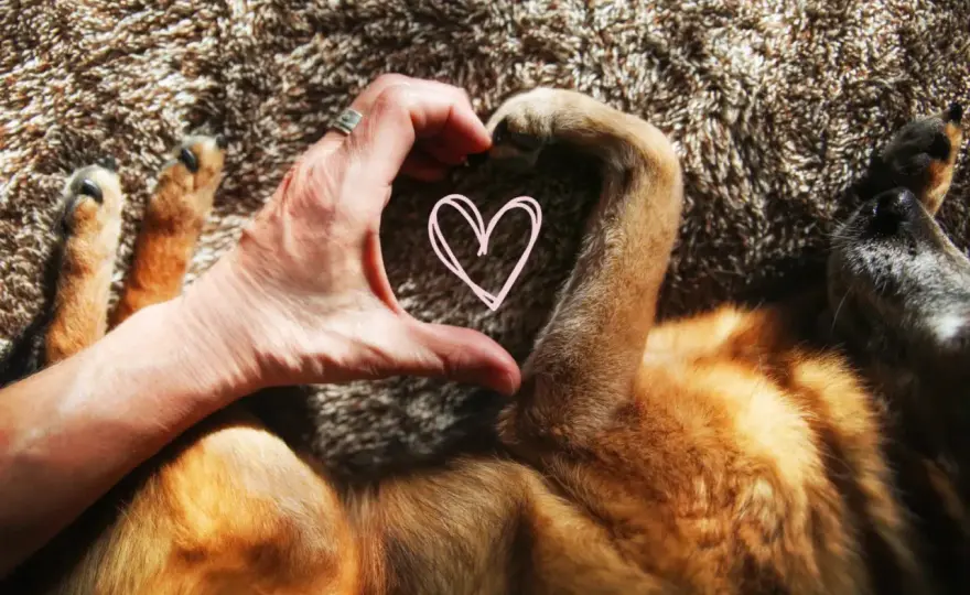 8 Signs Your Dog Loves You - Not Just Stress