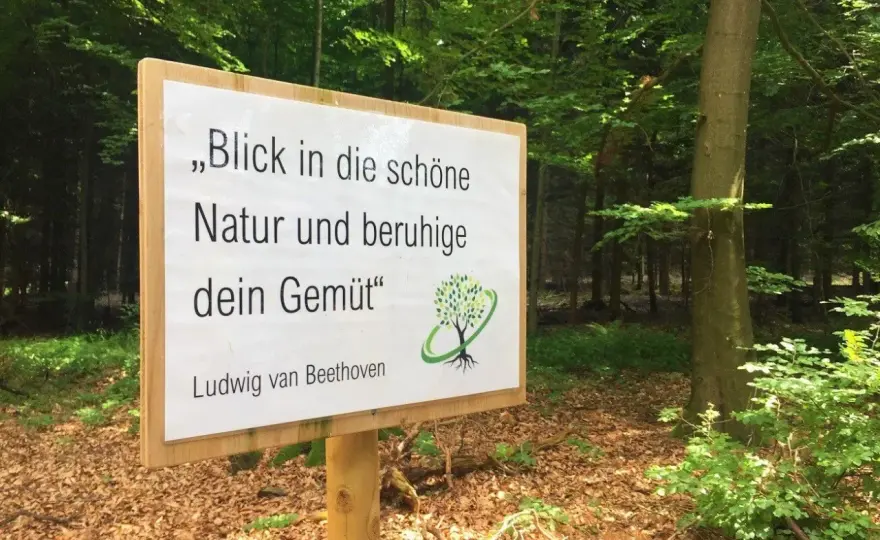 Waldbaden verstehen - Ruhe, Wirkung und Praxis im Wald