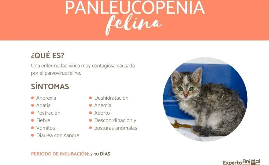 Leucopenia en gatos - ¿Qué significa y cómo actuar?