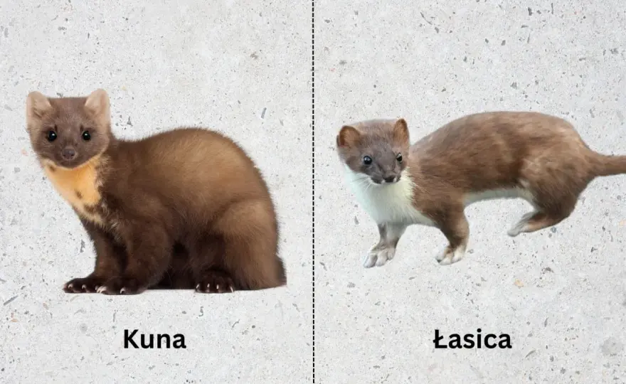 Łasica czy kuna? Jak odróżnić i chronić - Poradnik