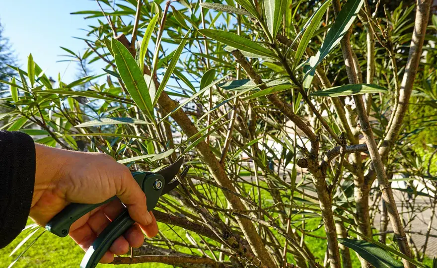 Taille laurier - Quand et comment tailler pour un jardin parfait ?