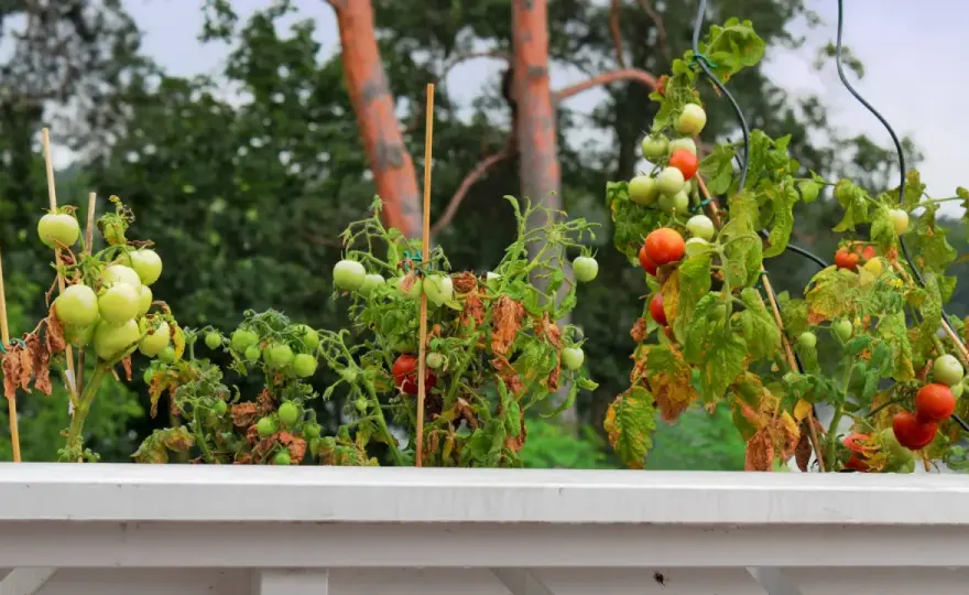 Tomaten im Wintergarten anbauen - so gelingt die Ernte