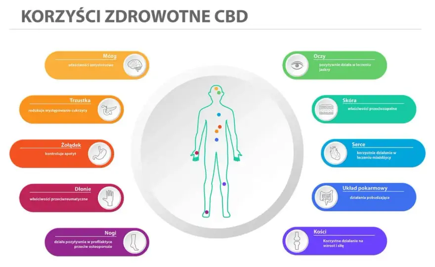 CBD - Działanie, efekty i wybór. Co musisz wiedzieć?