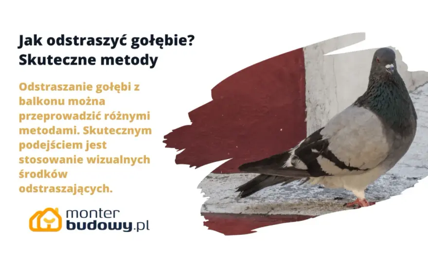 Jak odstraszyć gołębie z balkonu? Skuteczne metody