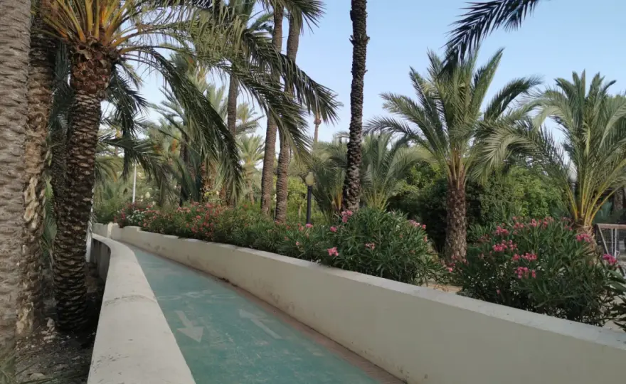 Palmeral de Elche - Guía para una visita sin prisas