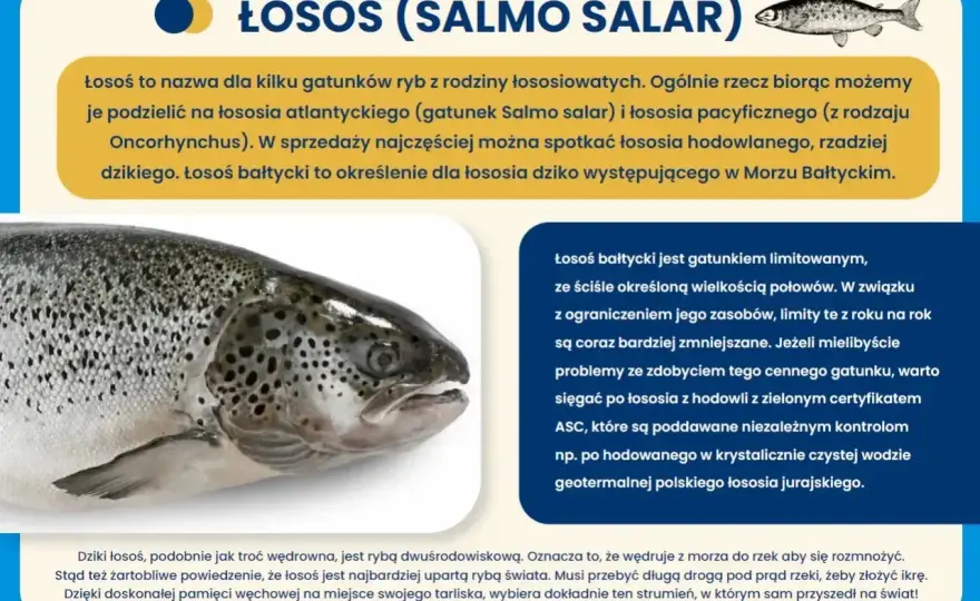 Jakie ryby łowi się w Bałtyku? Najważniejsze gatunki i miejsca