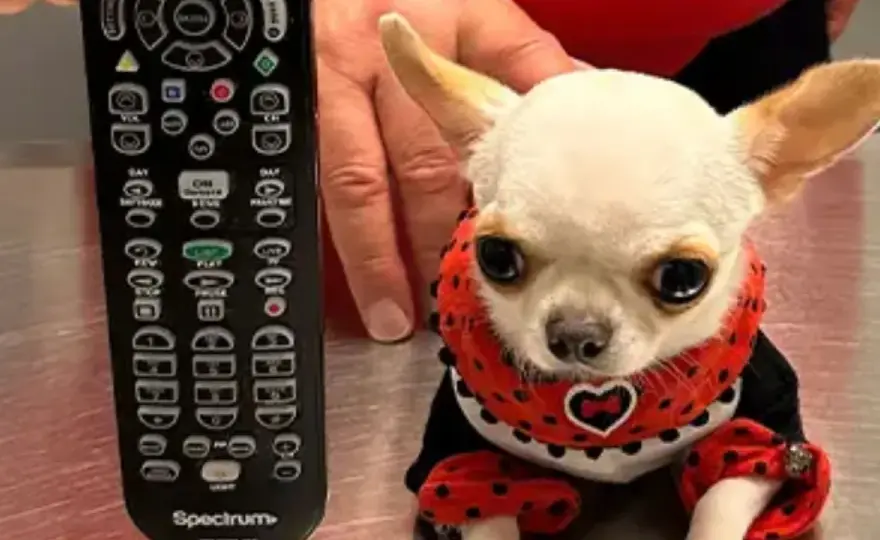 Chihuahua - ¿Cuánto vale el perro más pequeño del mundo?
