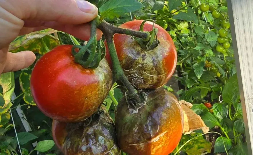 Zaraza ziemniaczana na pomidorach - Rozpoznaj i uratuj plony!