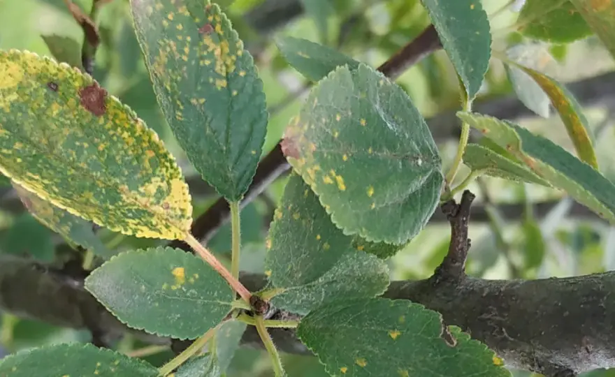 Malattie del susino nelle immagini - come riconoscerle