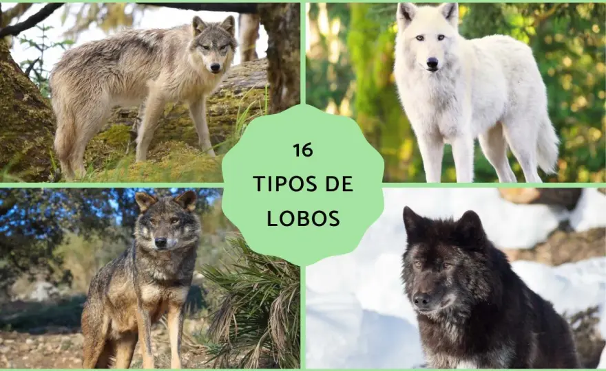 Tipos de lobos - Guía completa de especies y subespecies