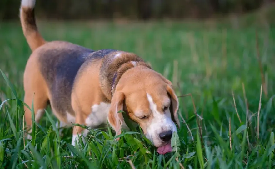 Why Do Dogs Eat Grass? When to Worry & What to Do