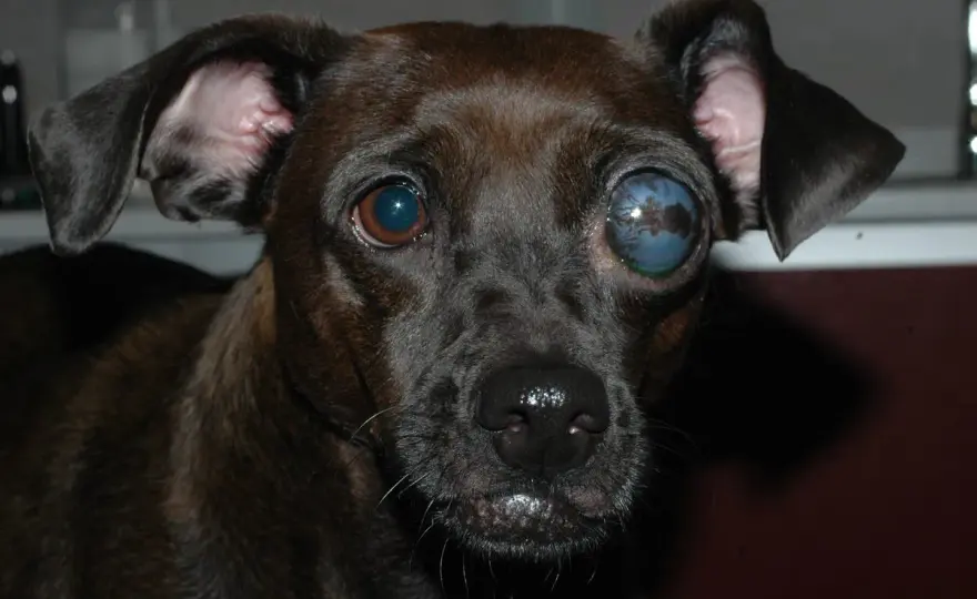 Glaucoma en perros - Señales, tipos y cómo salvar su visión