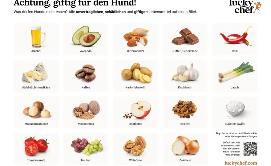 Giftige Lebensmittel für Hunde - was wirklich gefährlich ist