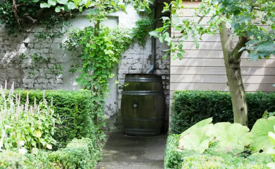 Acqua piovana in giardino - Usala bene per piante sane