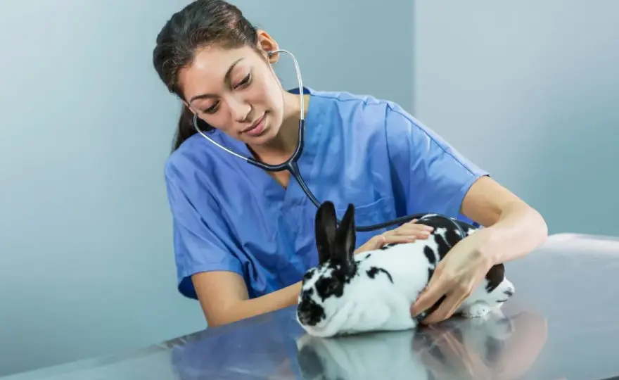 Castration lapin nain - Le guide complet pour une décision éclairée
