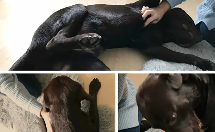 Ruhegriff beim Hund - wann er hilft und wann er schadet