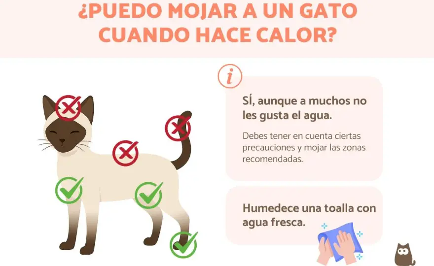 Cómo refrescar a un gato - Guía segura y eficaz