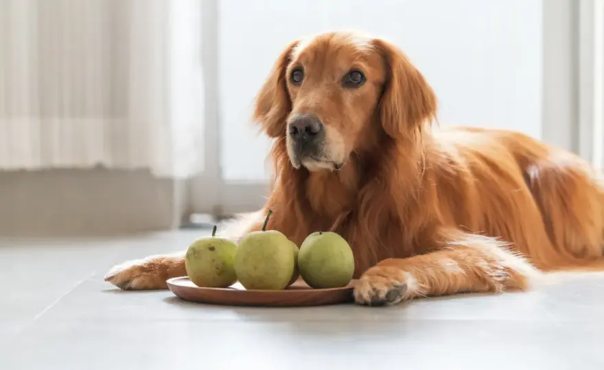 Birne für Hunde - was okay ist und was tabu bleibt