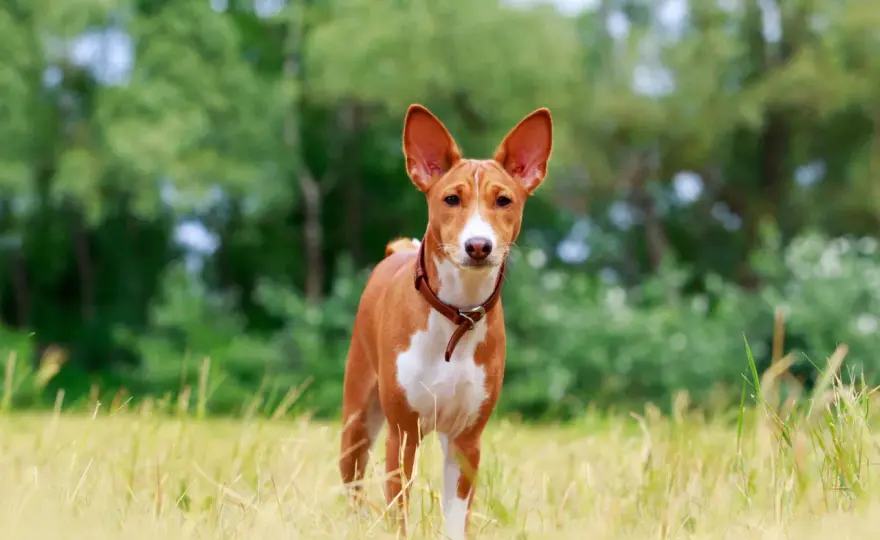 Hunde, die nicht bellen - diese Rassen gelten als besonders ruhig