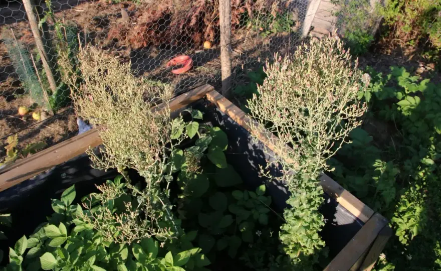Laitue qui monte en graines - que faire au potager ?