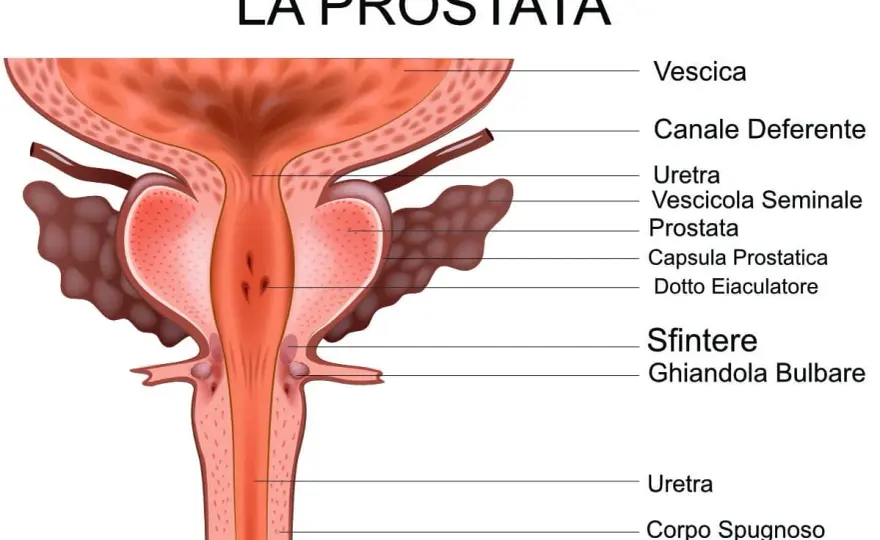 Come curare la prostata - Guida completa e soluzioni reali
