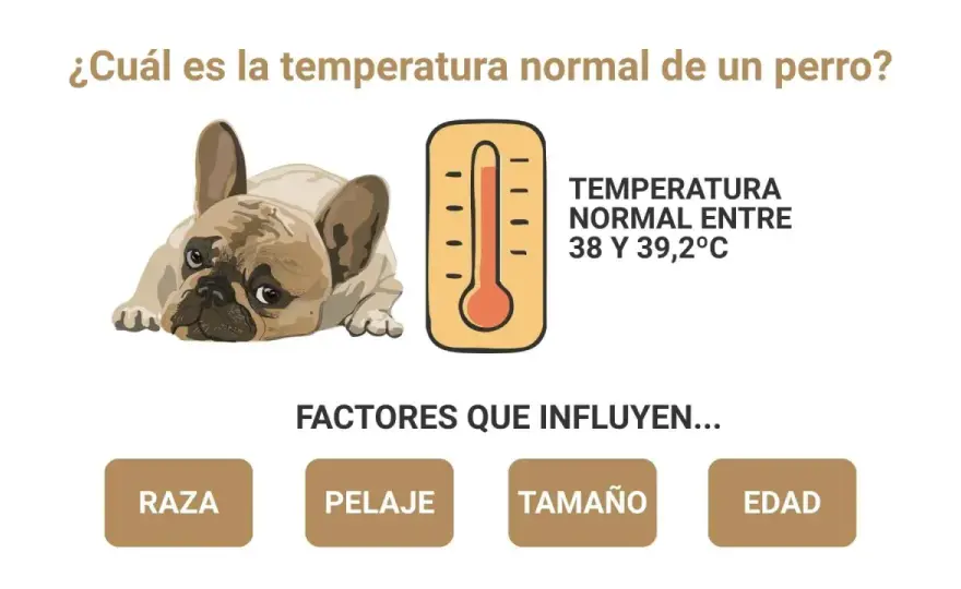 Temperatura normal de un perro - Guía completa para dueños