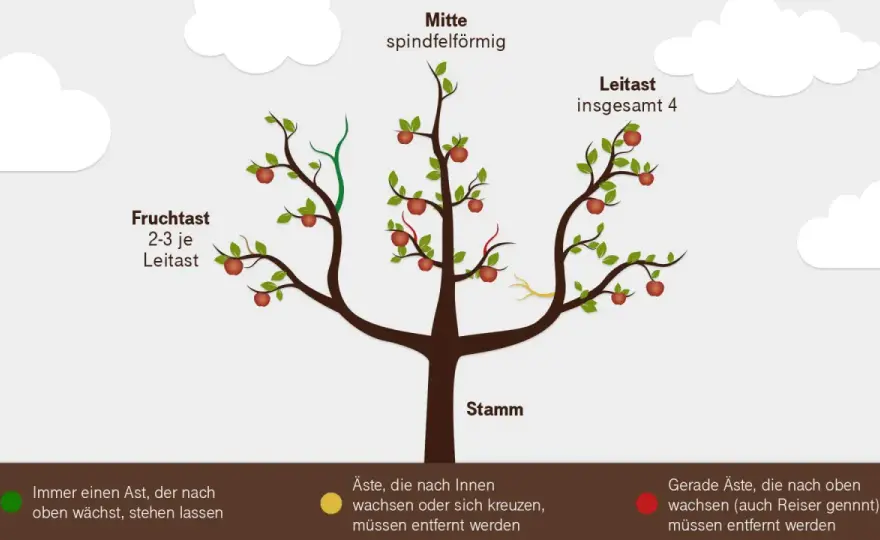 Birnbaum schneiden - So geht's richtig & wann der beste Zeitpunkt ist