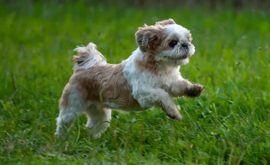 Szczeniak Shih Tzu: Zobacz, jak zmienia się od noworodka!