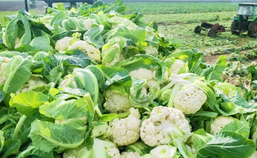 Uprawa kalafiora - Jak mieć zbite róże i obfity plon?