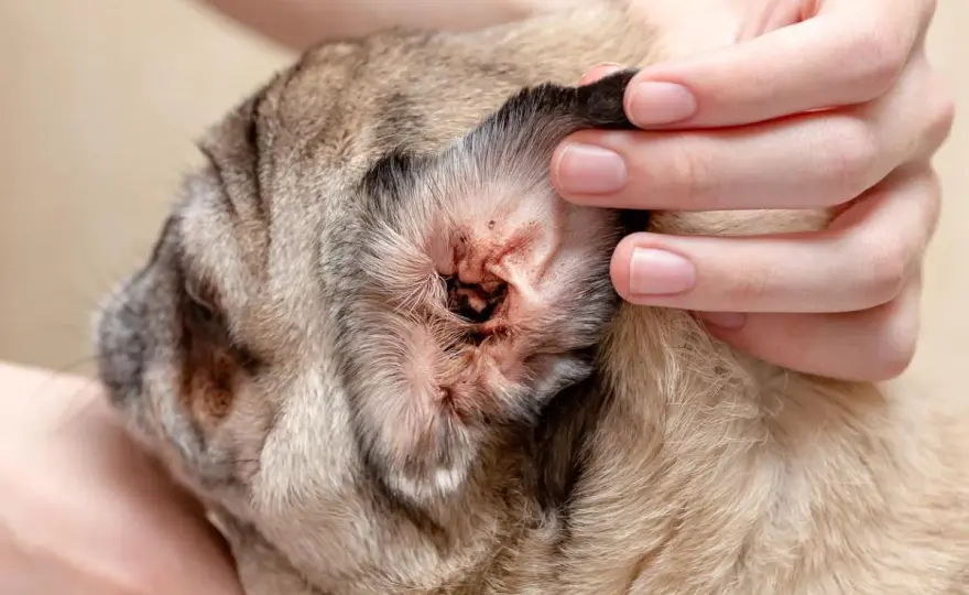 Acari orecchio cane - Cosa fare e cosa evitare