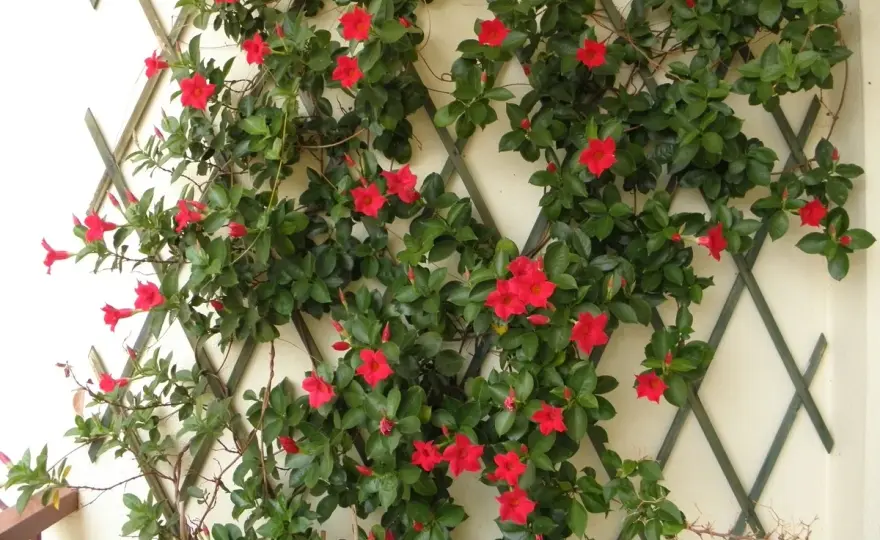 Dipladénia - Mes secrets pour une plante superbe et florifère