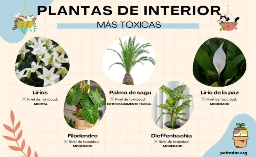 Plantas tóxicas para gatos - Identifica riesgos con fotos
